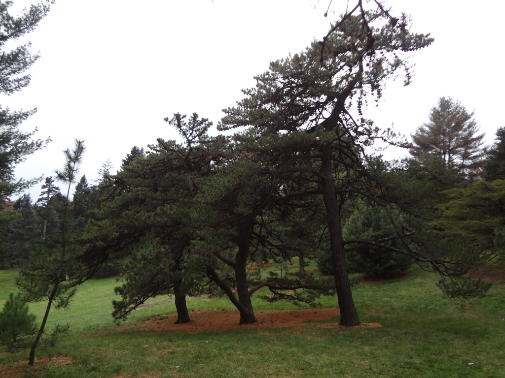 Pinus pungens