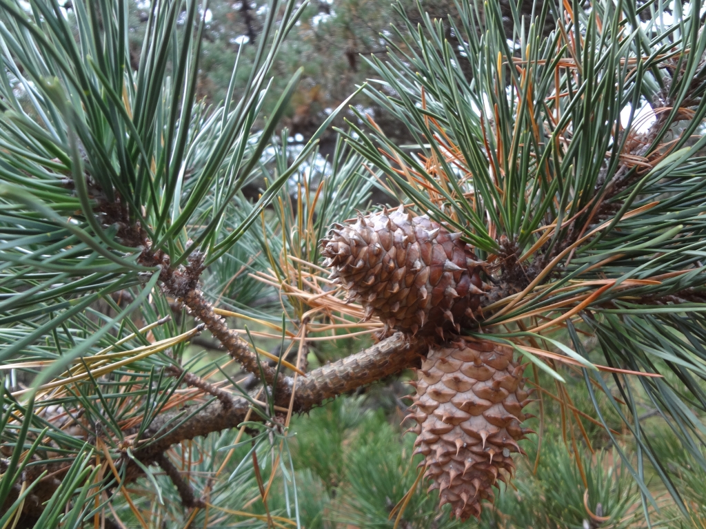Pinus pungens