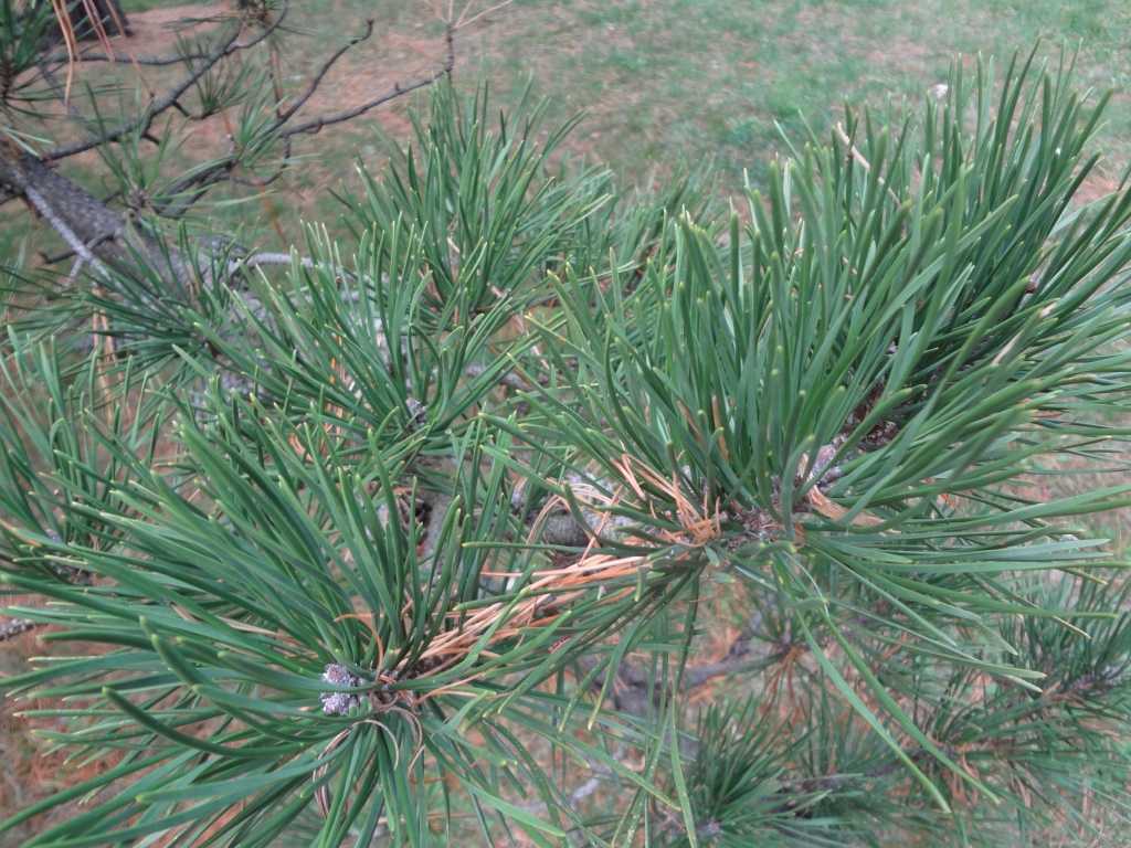 Pinus pungens