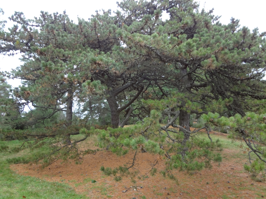 Pinus pungens