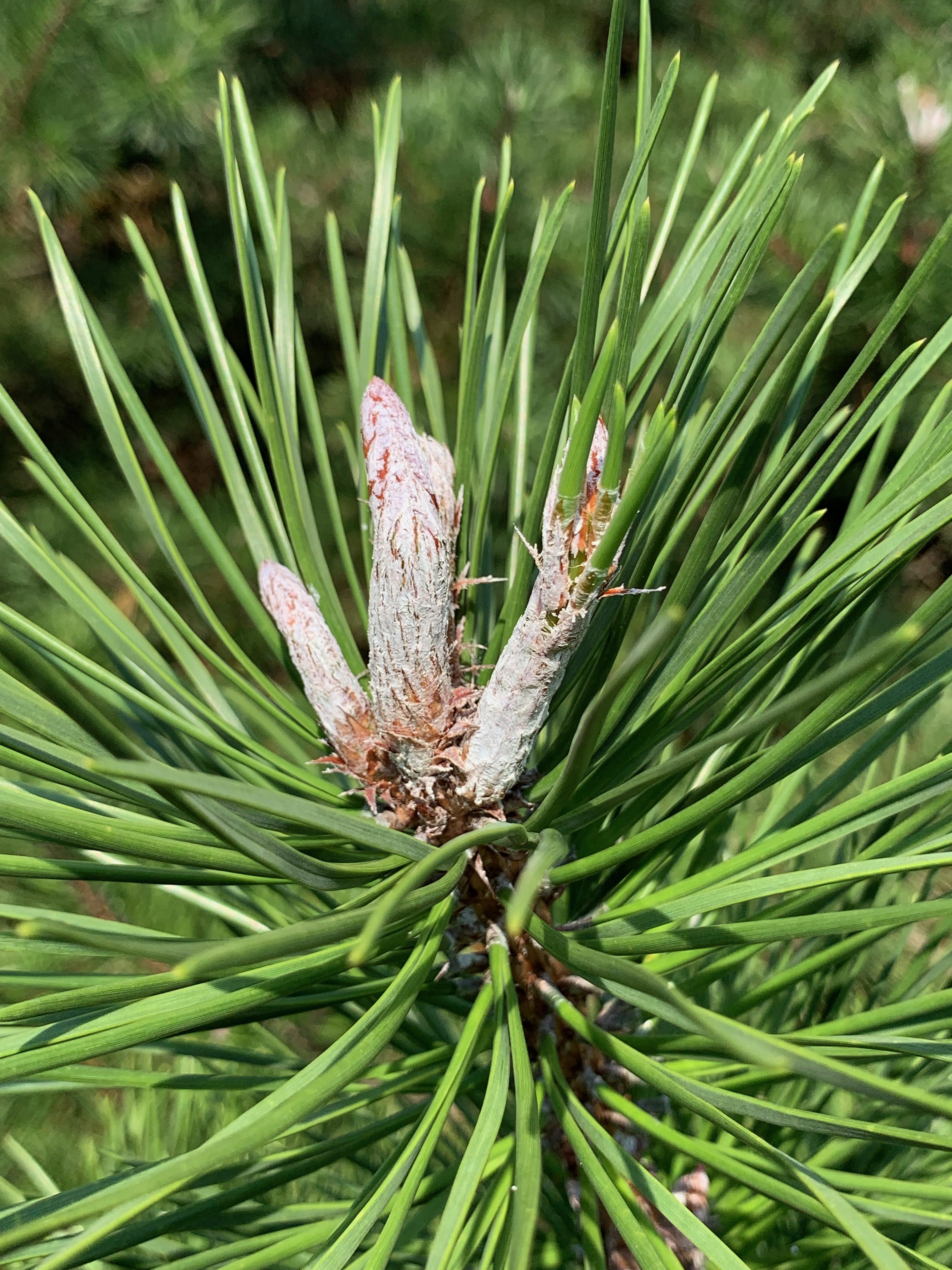 Pinus pungens