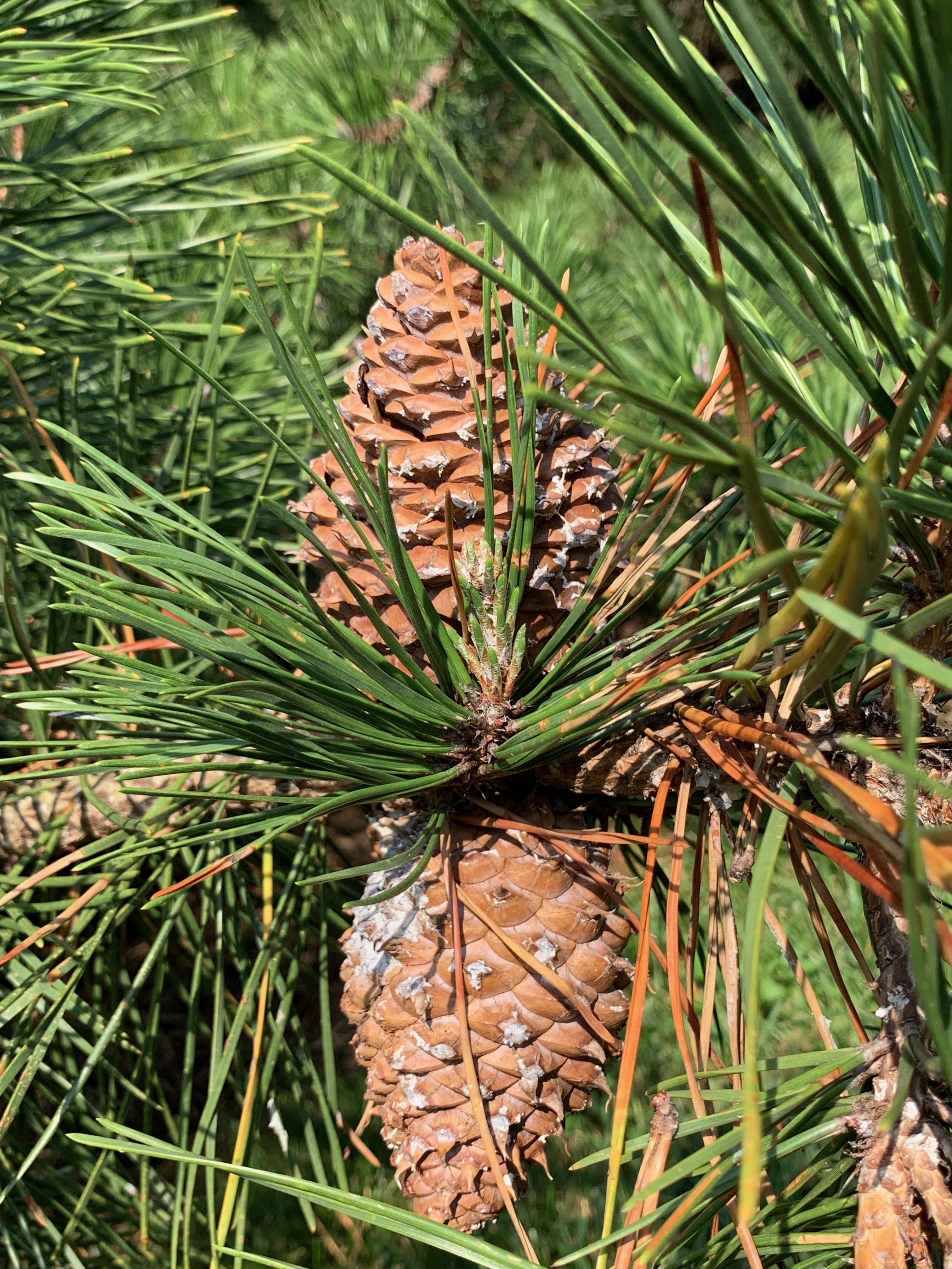 Pinus pungens