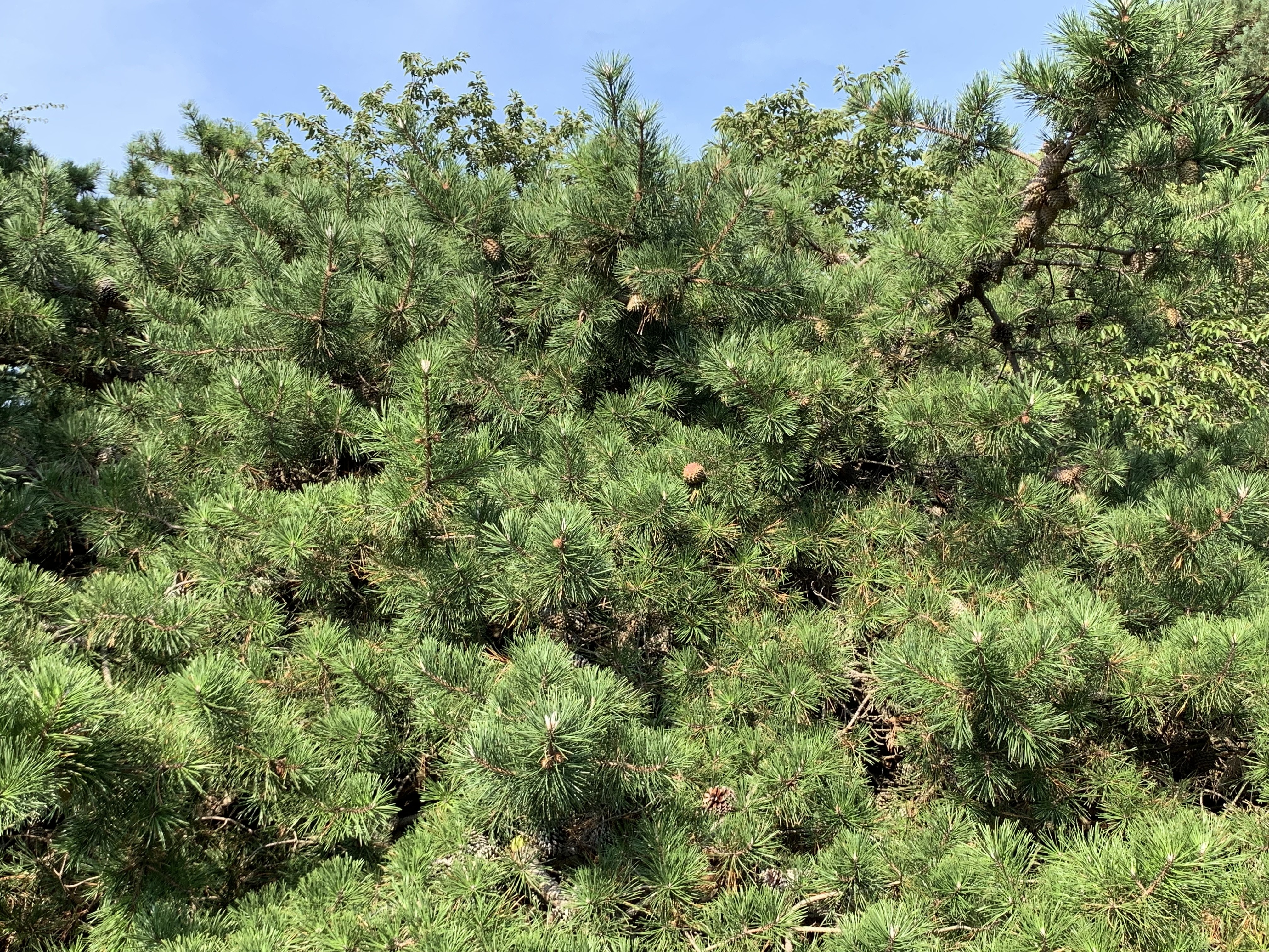 Pinus pungens