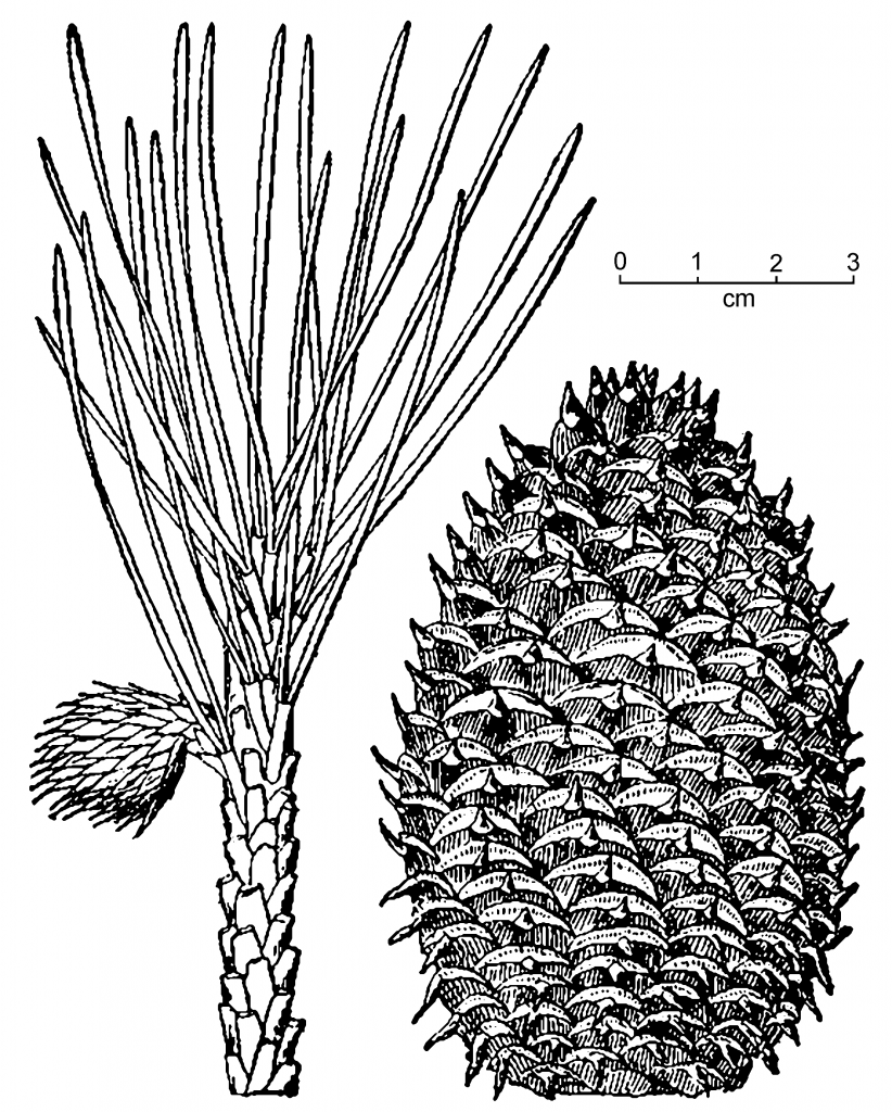 Pinus pungens