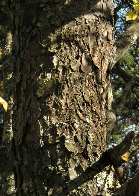 Pinus pungens