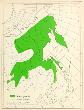Pinus pumila