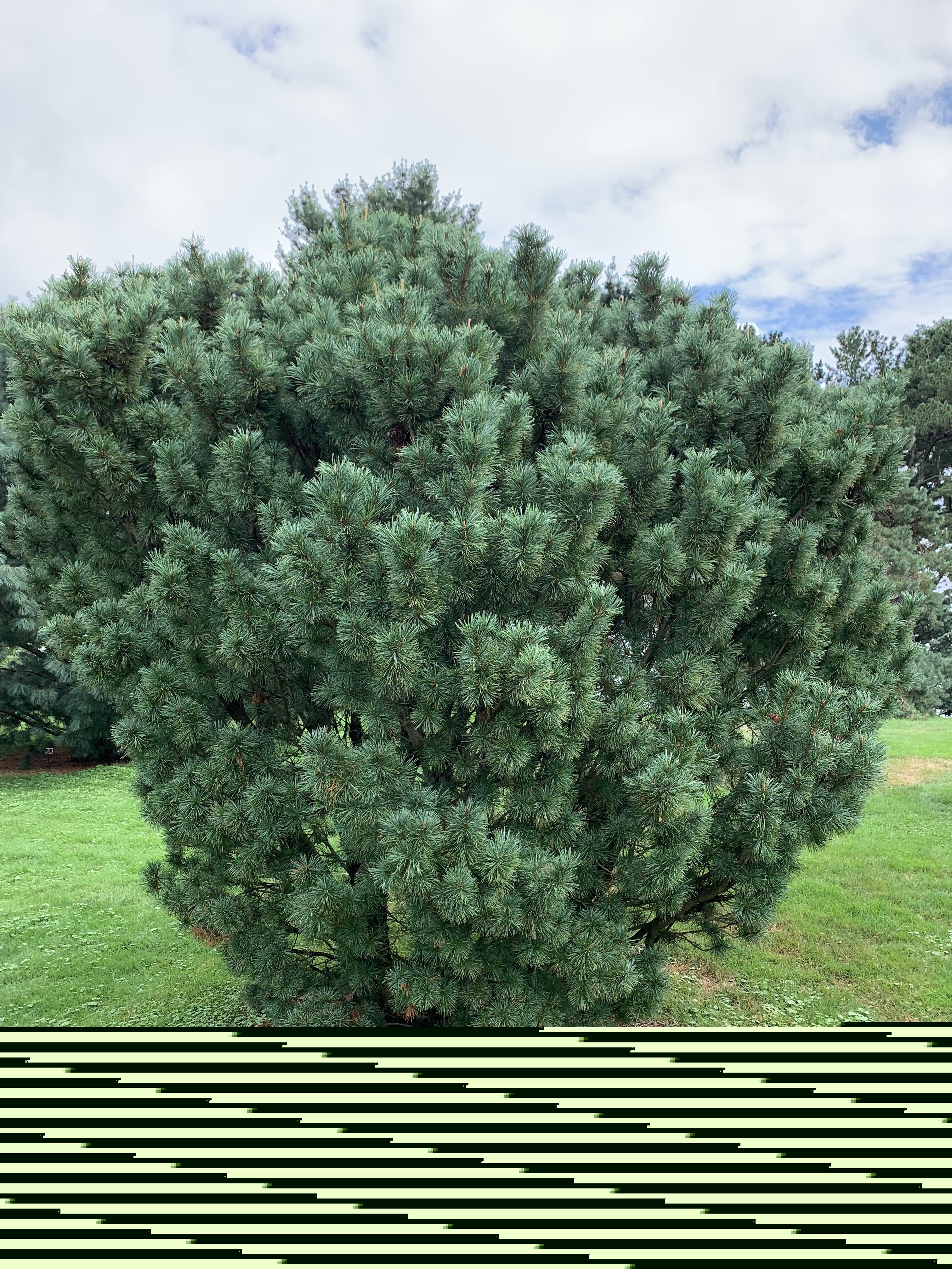 Pinus pumila