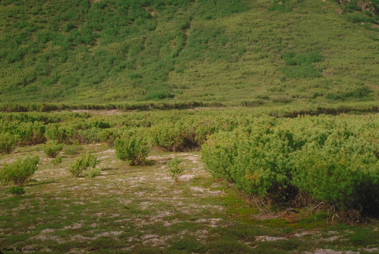 Pinus pumila