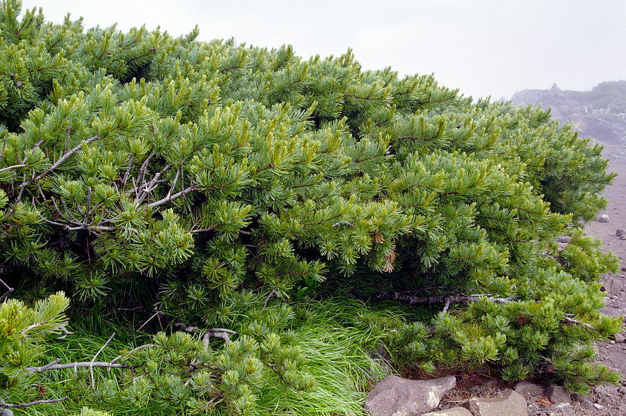 Pinus pumila