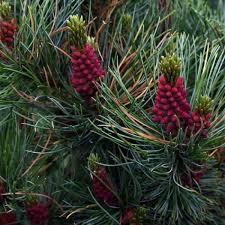 Pinus pumila