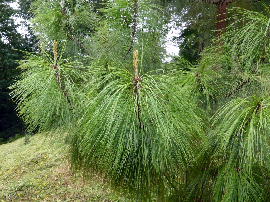 Pinus pseudostrobus