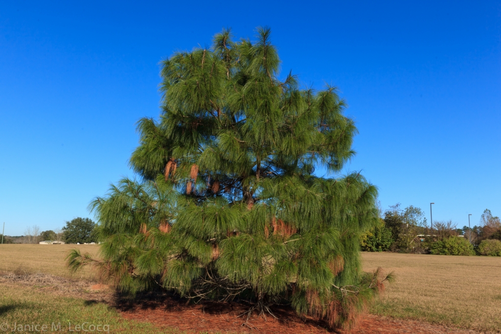 Pinus pseudostrobus