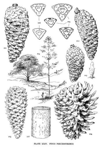 Pinus pseudostrobus