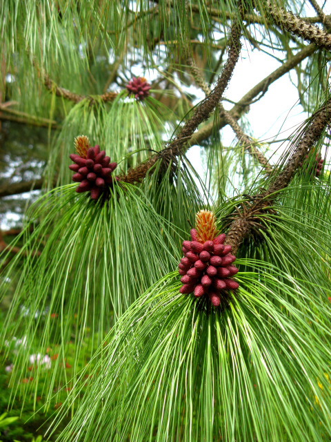 Pinus pseudostrobus