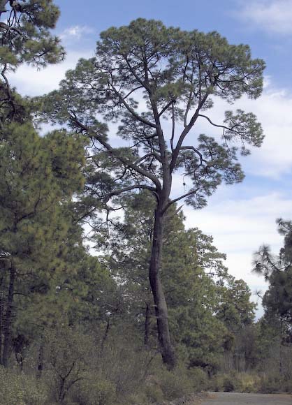 Pinus pseudostrobus