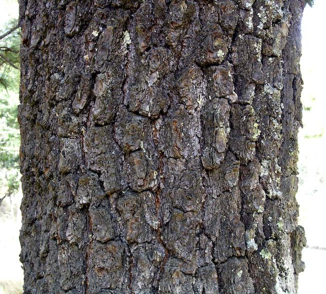 Pinus pseudostrobus