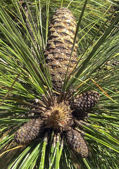 Pinus pseudostrobus