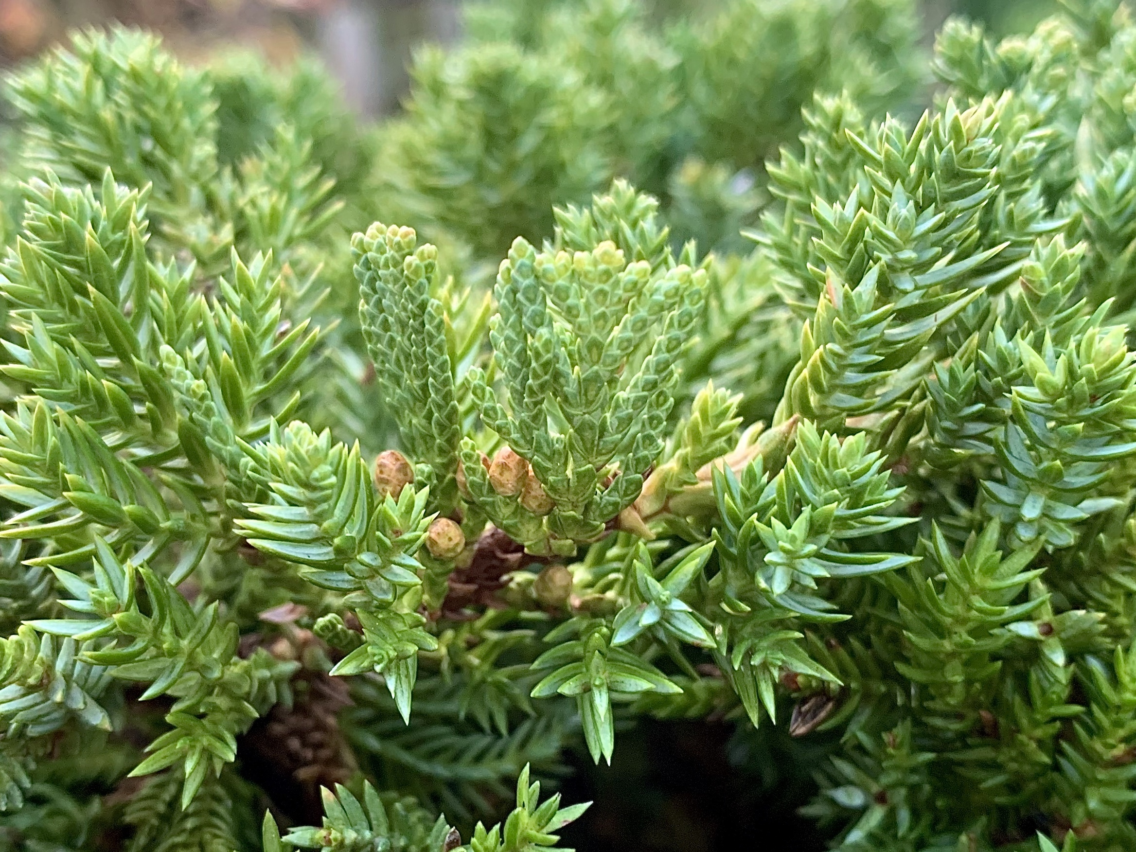 Juniperus procumbens