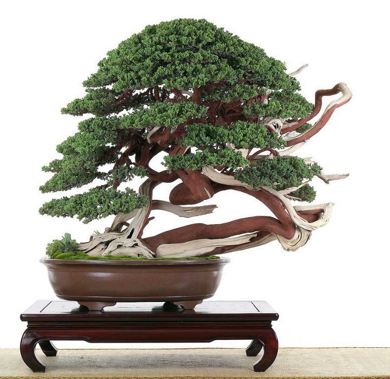 Juniperus procumbens