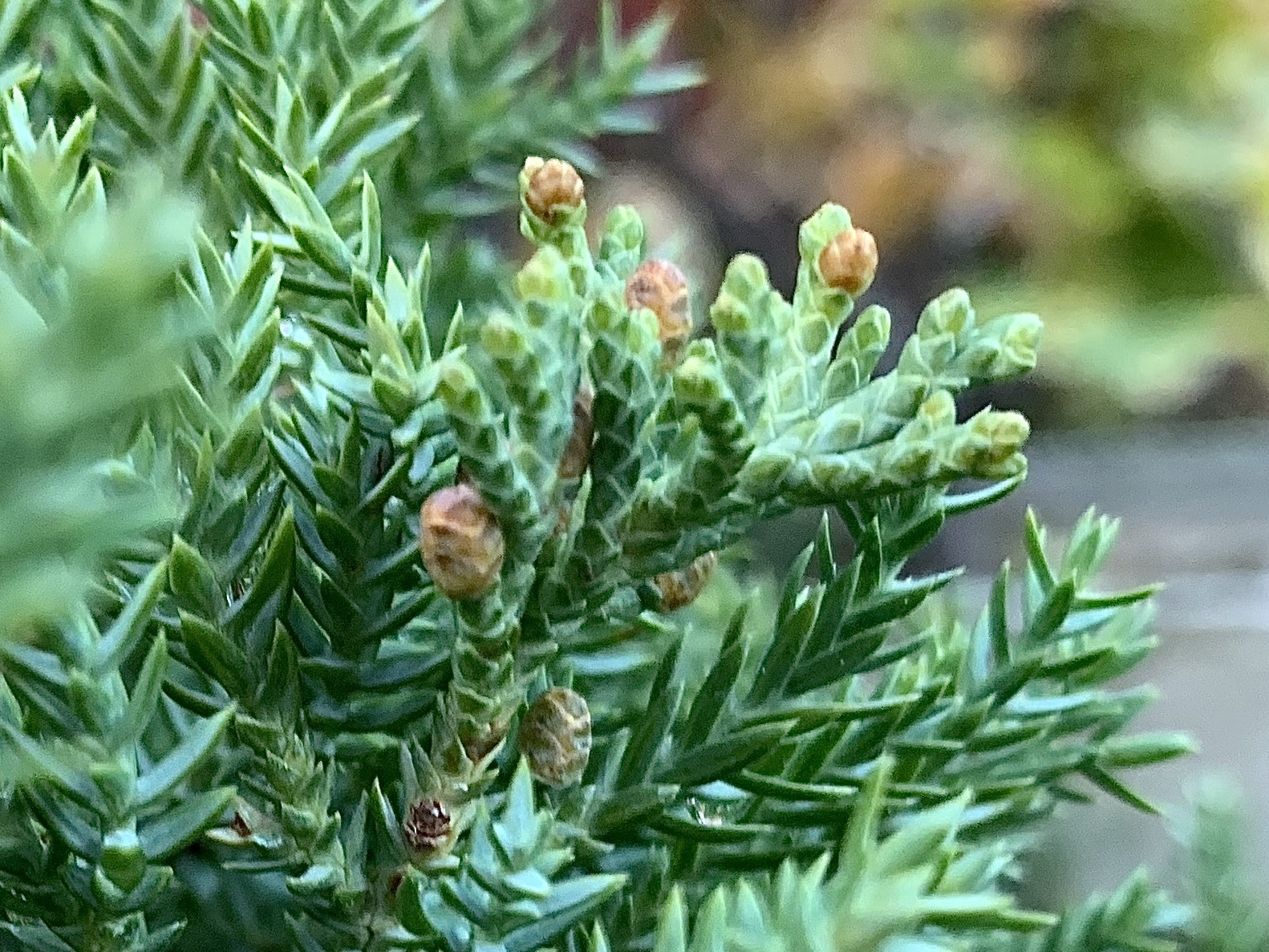Juniperus procumbens