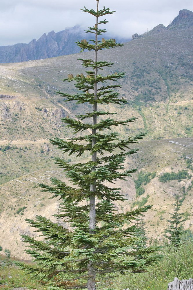 Abies procera