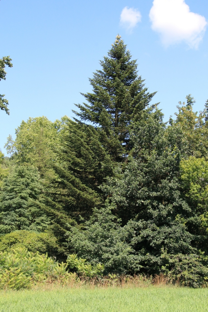 Abies procera