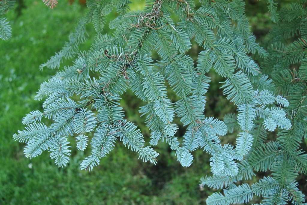 Abies procera
