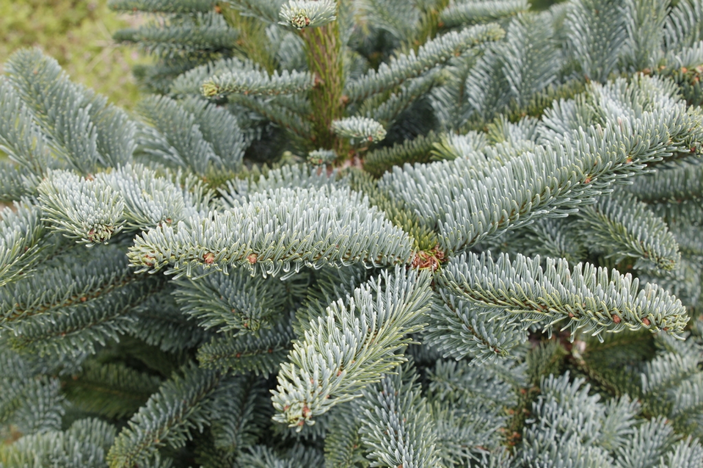 Abies procera