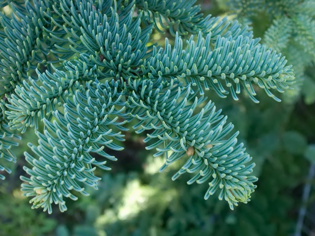 Abies procera