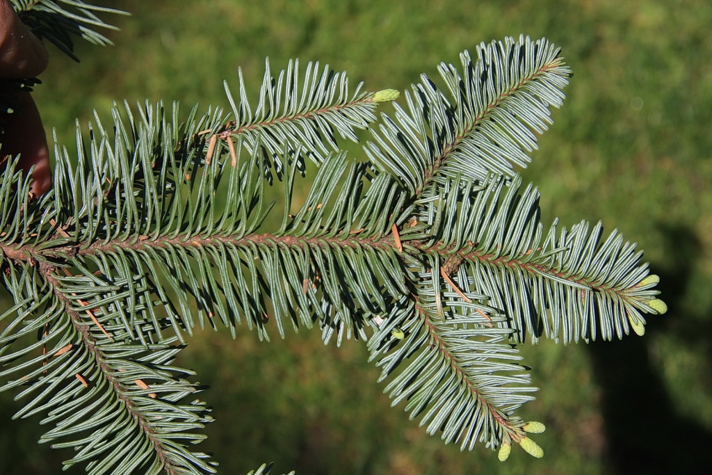 Abies procera