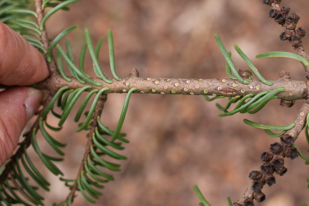 Abies procera