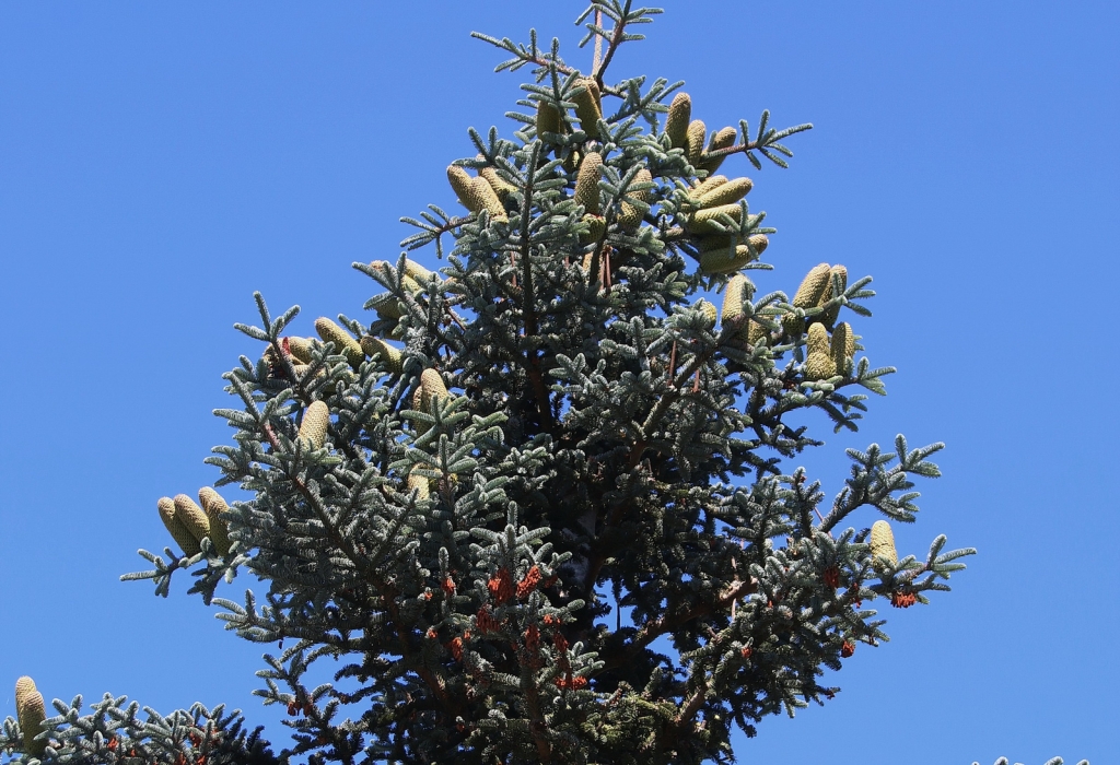 Abies procera