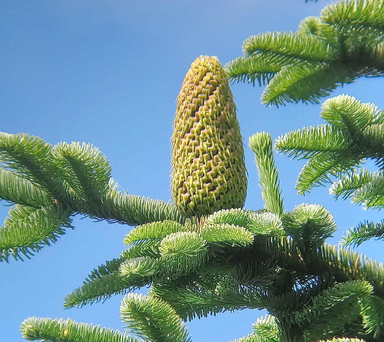 Abies procera