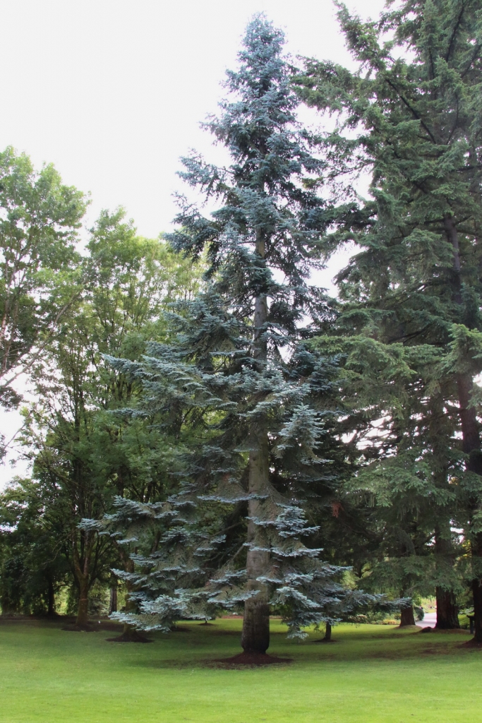 Abies procera