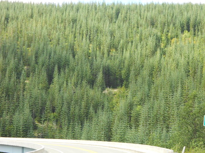 Abies procera