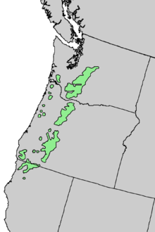 Abies procera