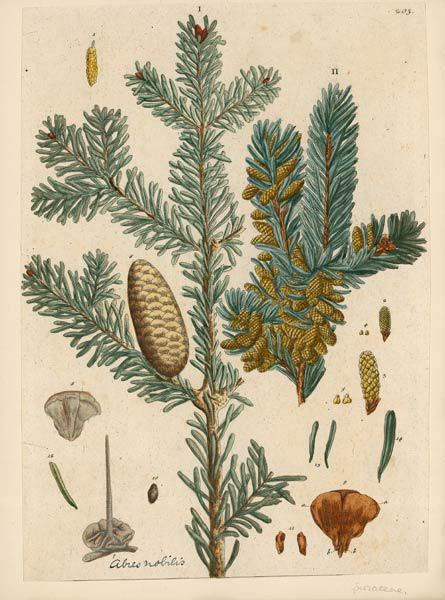 Abies procera