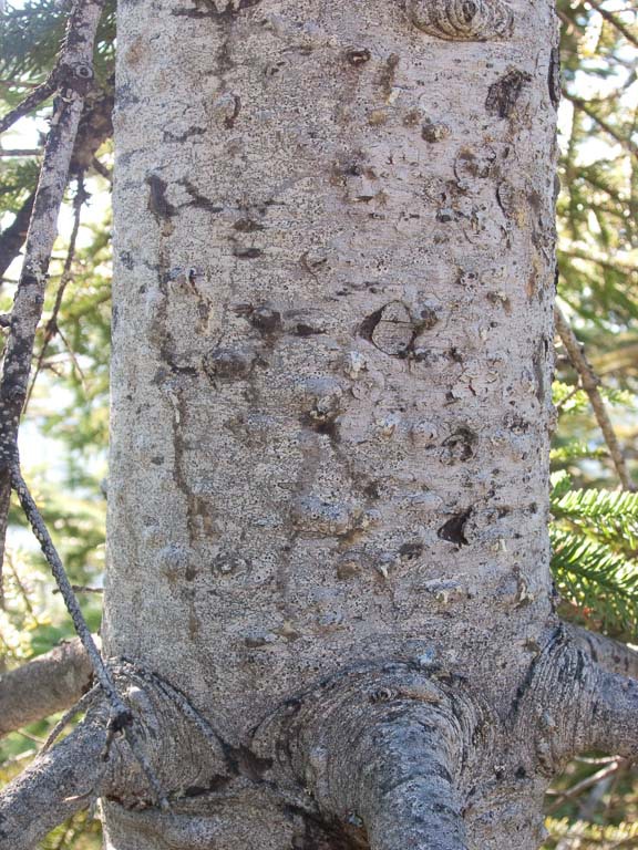 Abies procera