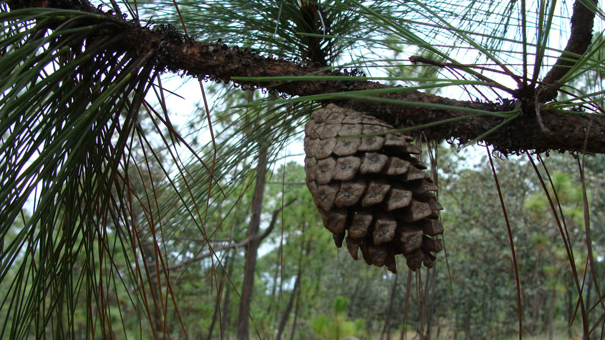 Pinus pringlei