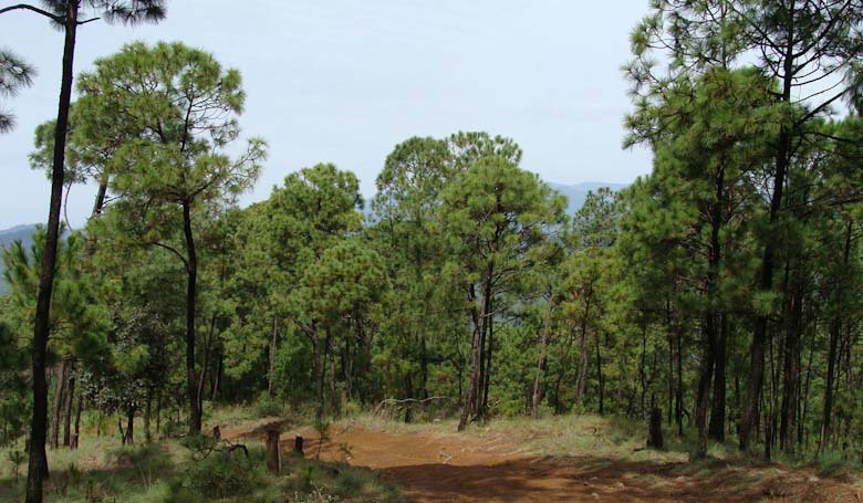 Pinus pringlei
