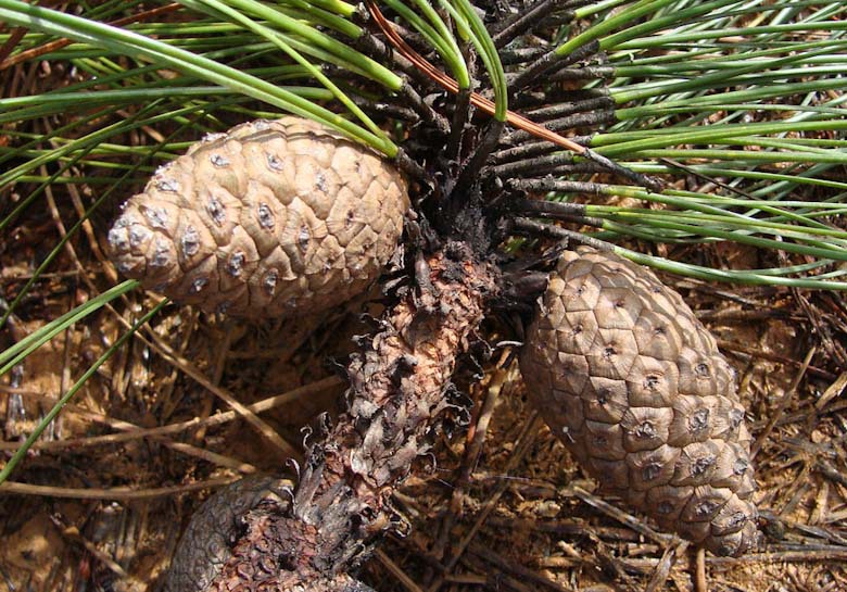 Pinus pringlei
