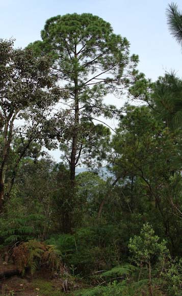 Pinus pringlei