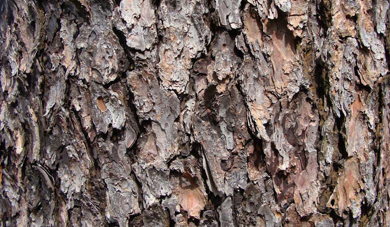 Pinus pringlei