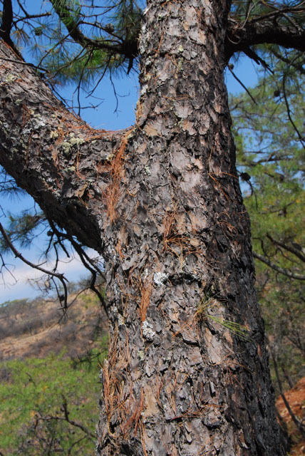 Pinus praetermissa