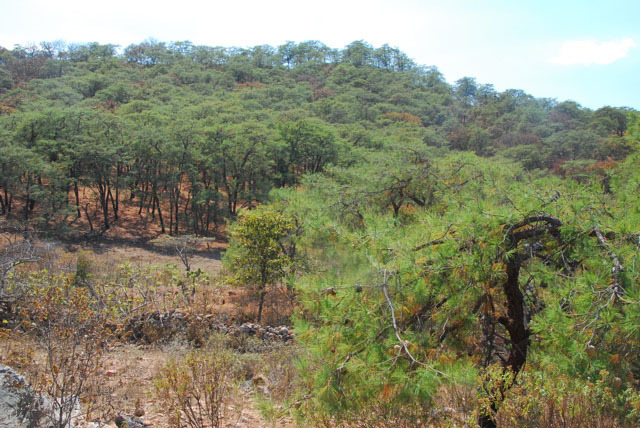 Pinus praetermissa