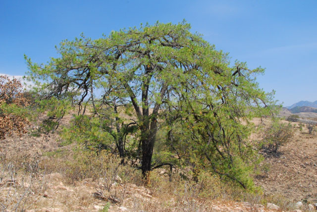 Pinus praetermissa