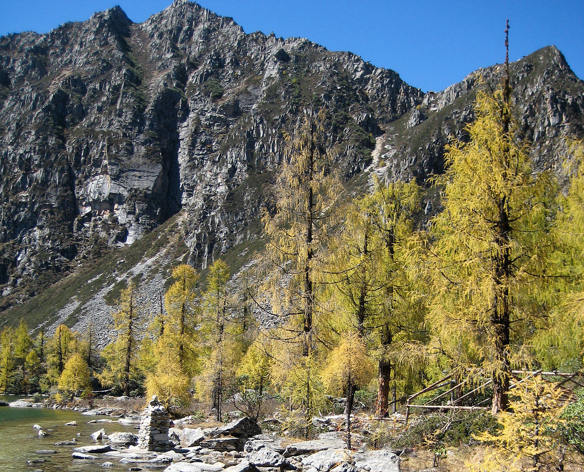 Larix potaninii