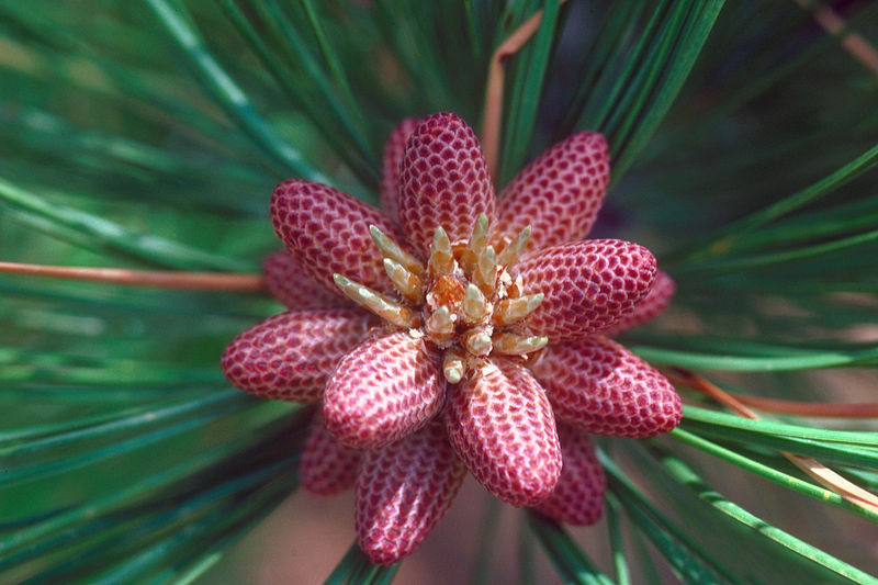 Pinus ponderosa