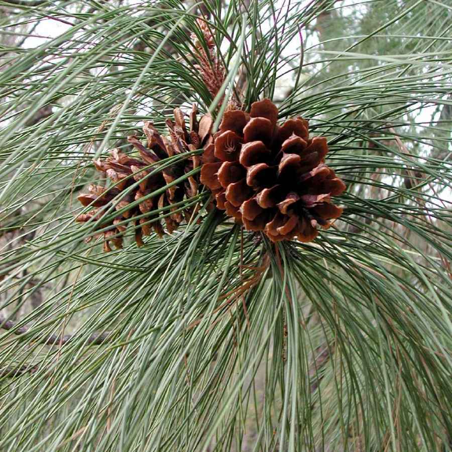 Pinus ponderosa