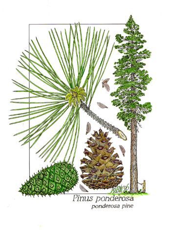 Pinus ponderosa